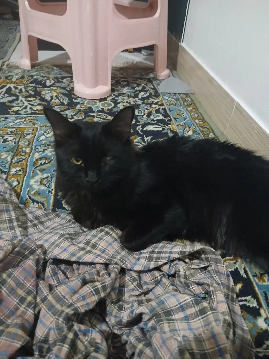 سرپرستی گربه|گربه|پاکدشت, پاکدشت (مامازند)|دیوار