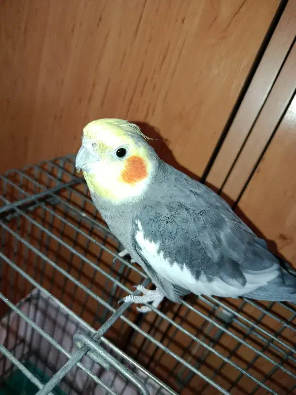 عروس هلندی نره مست مست اماده سخنگو|پرنده|تهران, امین حضور|دیوار