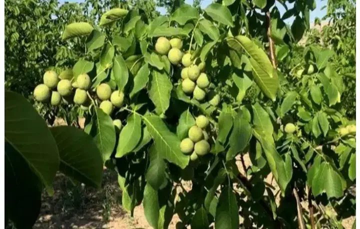 گردو تکان حرفه ای|خدمات باغبانی و درختکاری|قزوین, |دیوار