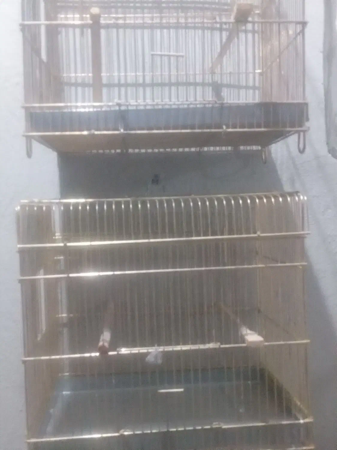 سهره نر|پرنده|خوی, |دیوار