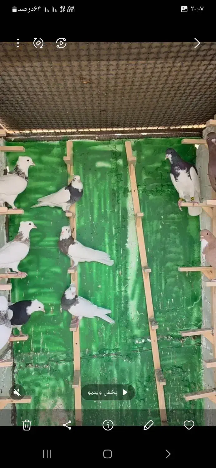 رنگی .کله .سینه .شهری .دم سفید|پرنده|محمله, |دیوار