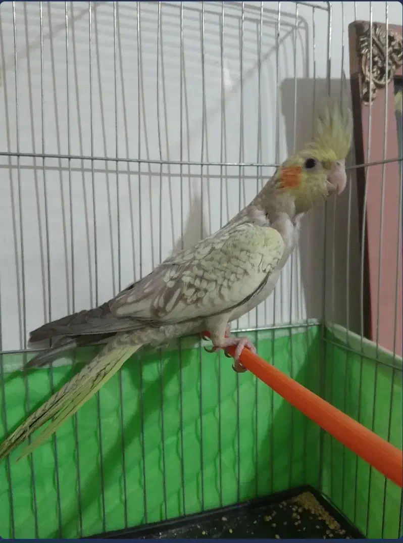 عروس هلندی طاق هم میزنم|پرنده|خوی, |دیوار