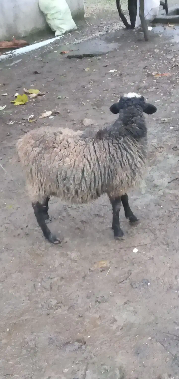 بره نر دورگه روشا(مادر رومناف و پدر شال) بدون دنبه|حیوانات مزرعه|حویق, |دیوار
