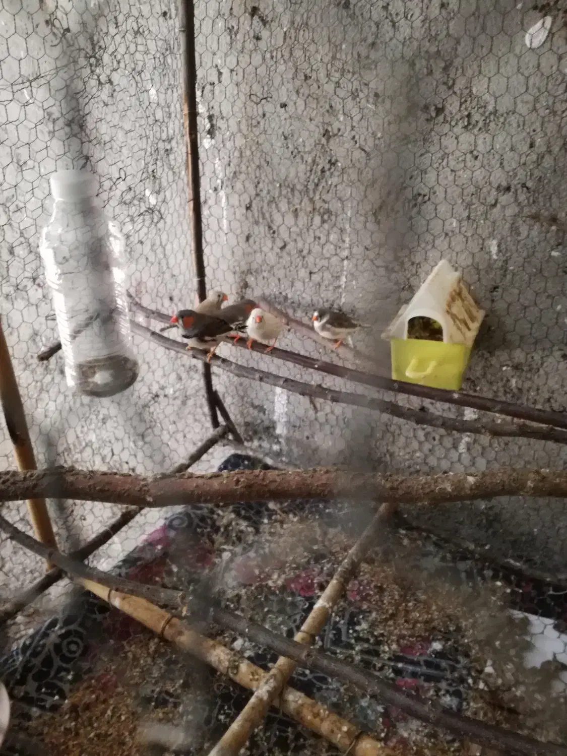 جفت مولد فنچ زبرا|پرنده|بابل, |دیوار