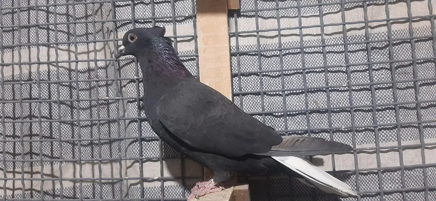 کفتر دم سفید|پرنده|مرودشت, شهرک مهدیه|دیوار