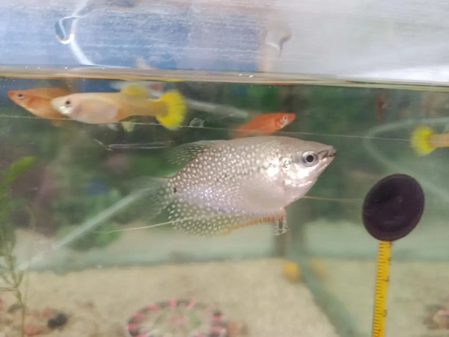 فروش فوری ماهی های گیاه خوار|ماهی|مهریز, |دیوار