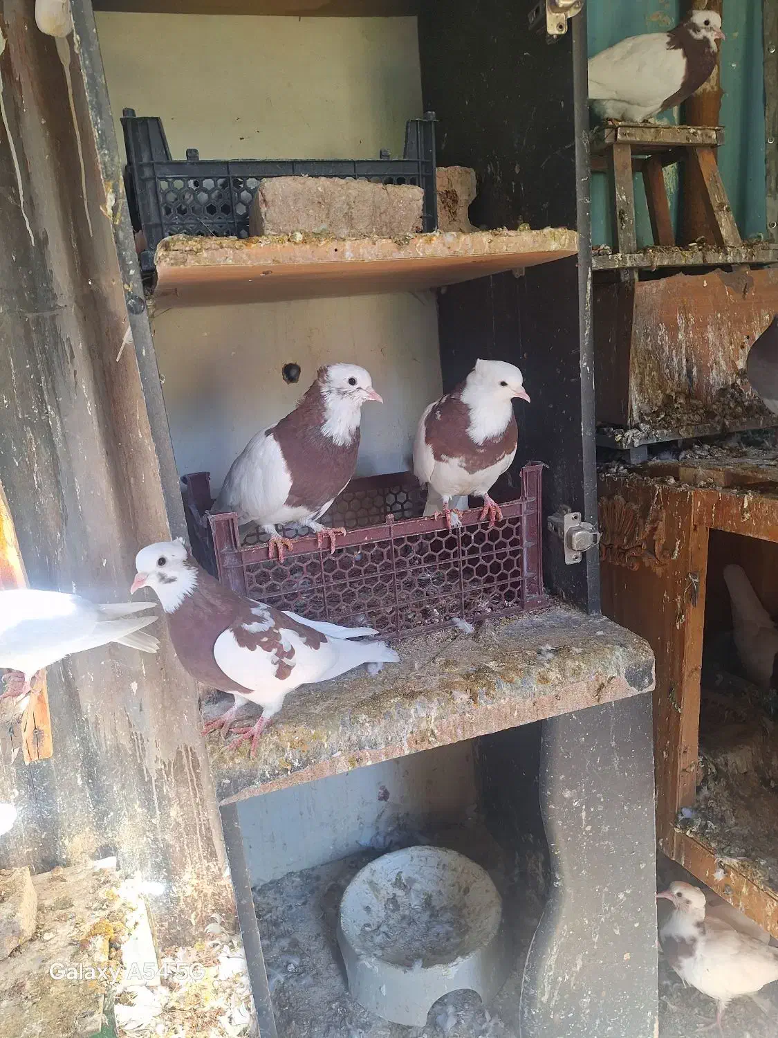 کبوتر طوقی|پرنده|شیراز, منطقه هوایی شهید دوران|دیوار