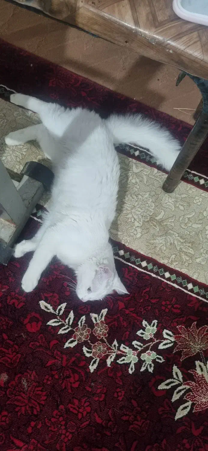 دو عدد گربه پرشین کلاسیک|گربه|ارومیه, |دیوار