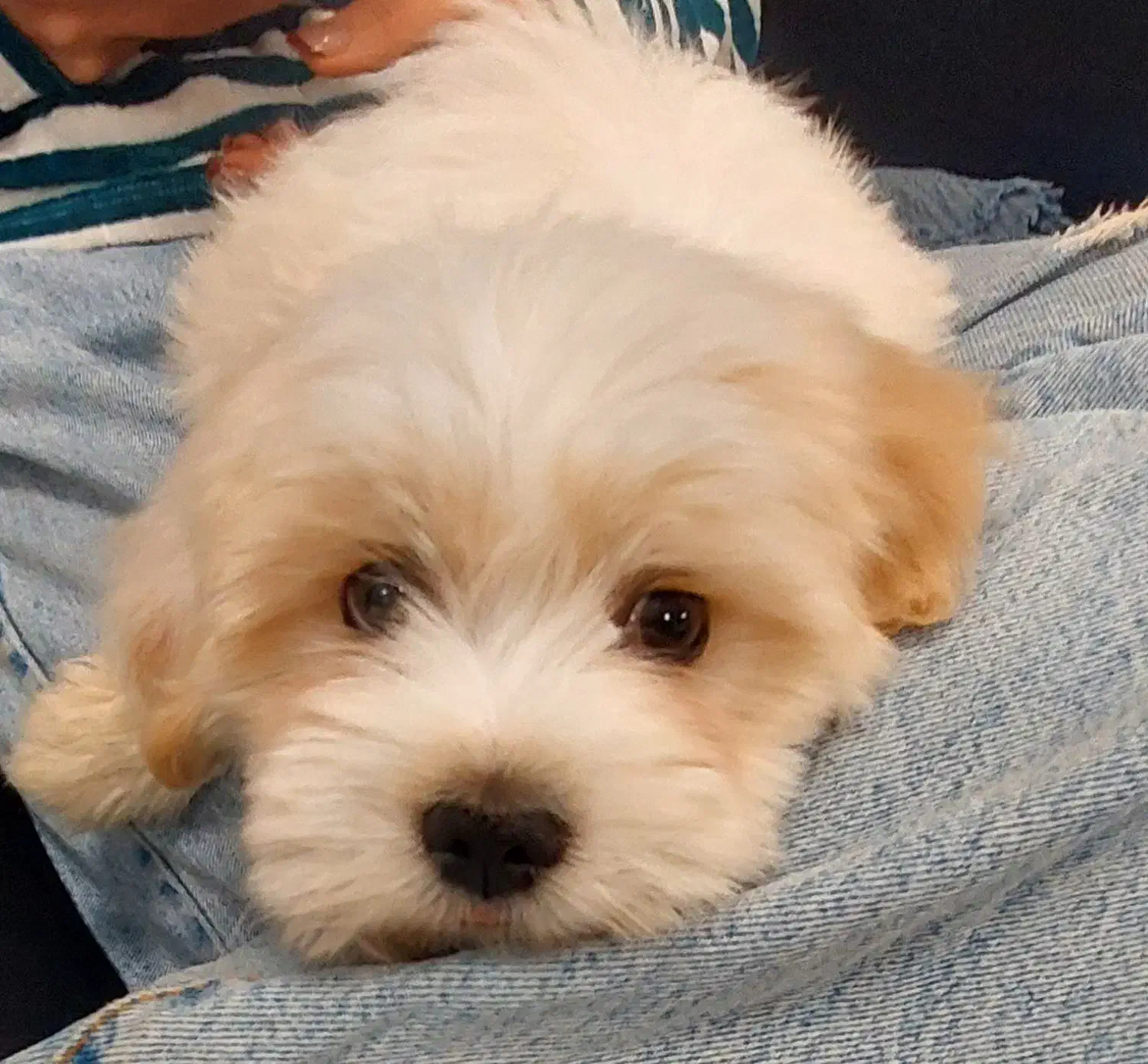 سگ شیتزو|سگ|کرمان, |دیوار