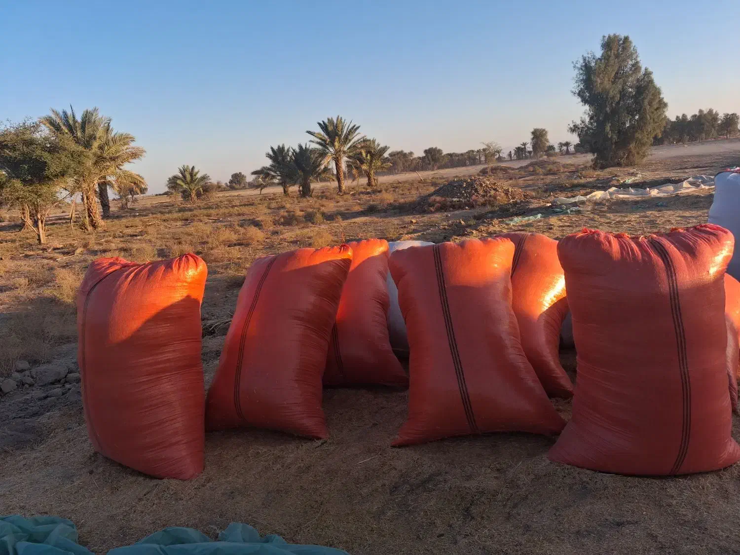 فروش صدعدد گونی کاه گندم پر شده آماده|عمده‌فروشی|قلعه گنج, |دیوار