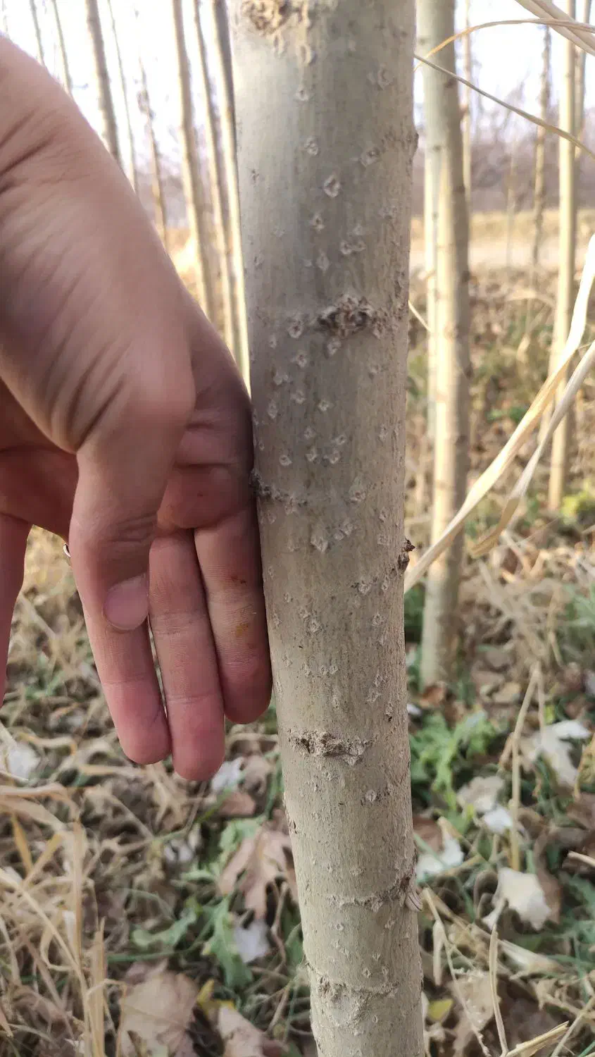 نهال صنوبر و کبوده|خدمات باغبانی و درختکاری|باروق, |دیوار