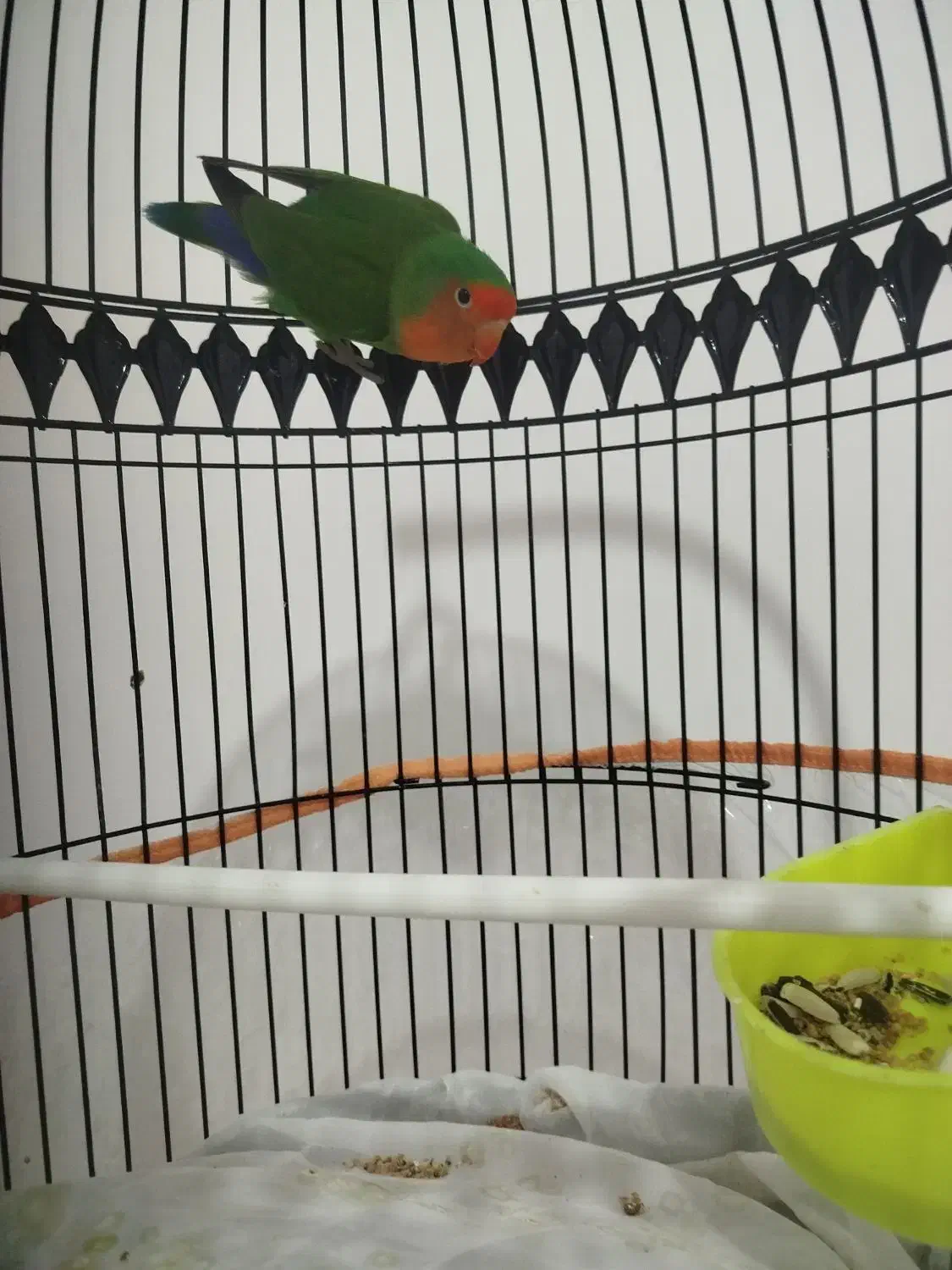 کوتوله|پرنده|تربت جام, شهید غلام زاده|دیوار