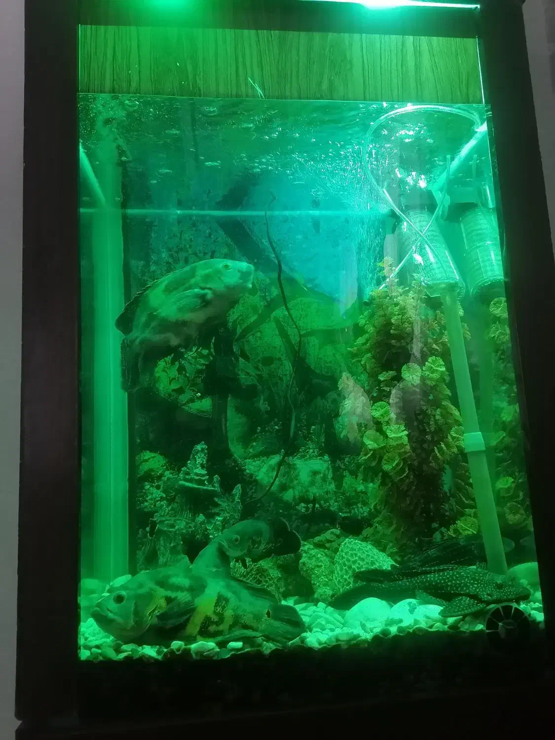 اکواریوم|ماهی|فردوسیه, |دیوار