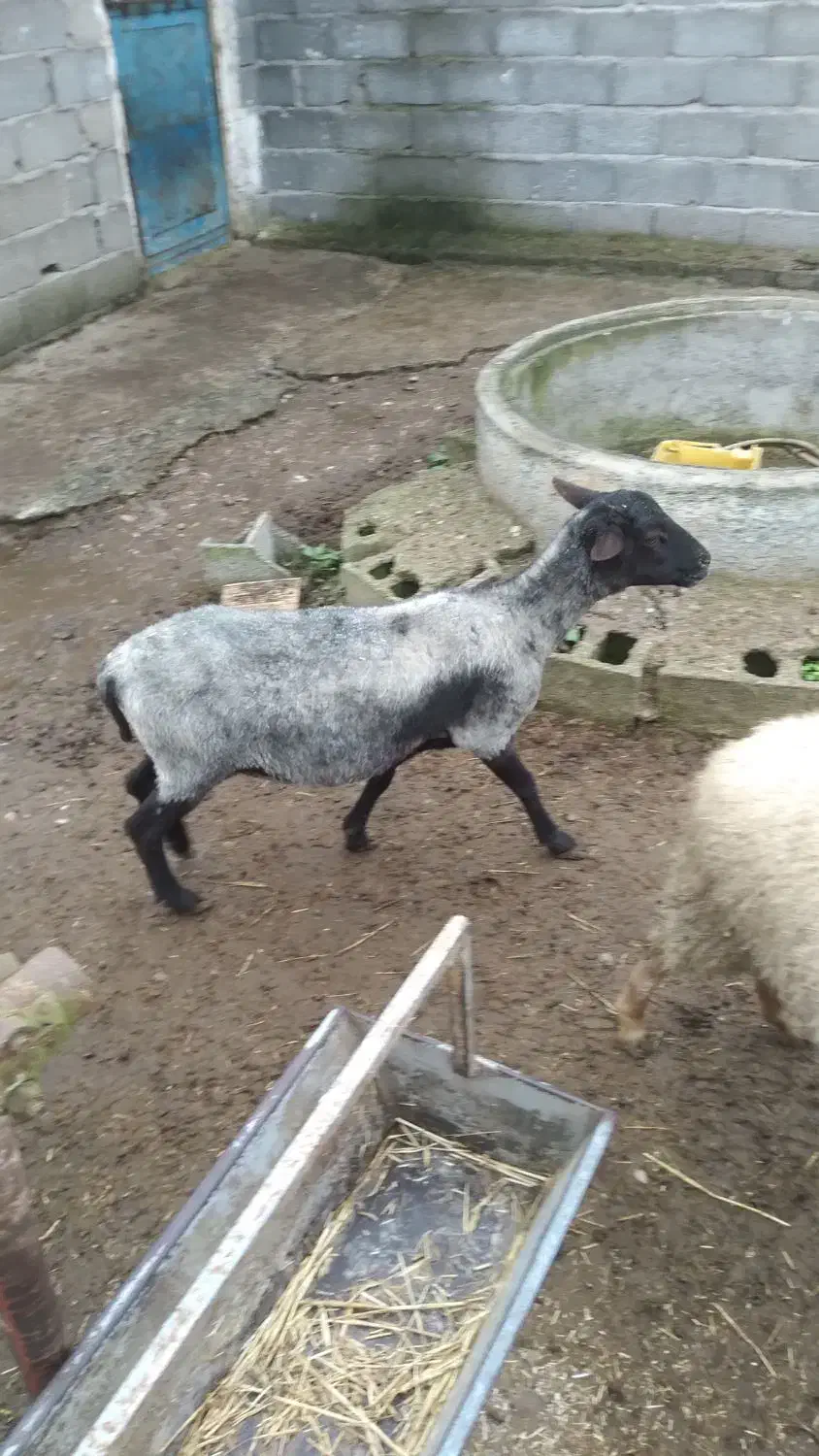 گوسفند رومانوف  حامله از نر رومن|حیوانات مزرعه|لاهیجان, بازکیاگوراب|دیوار