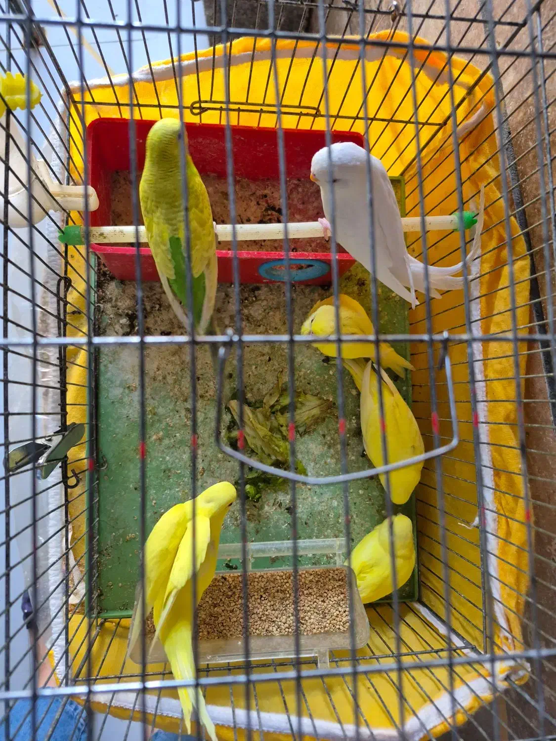 مرغ عشق مولد|پرنده|شیراز, آزادگان|دیوار