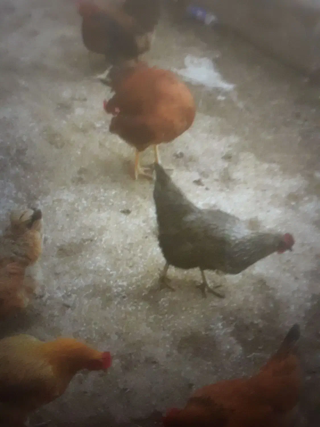 ۱۰ عدد مرغ|حیوانات مزرعه|قزوین, |دیوار