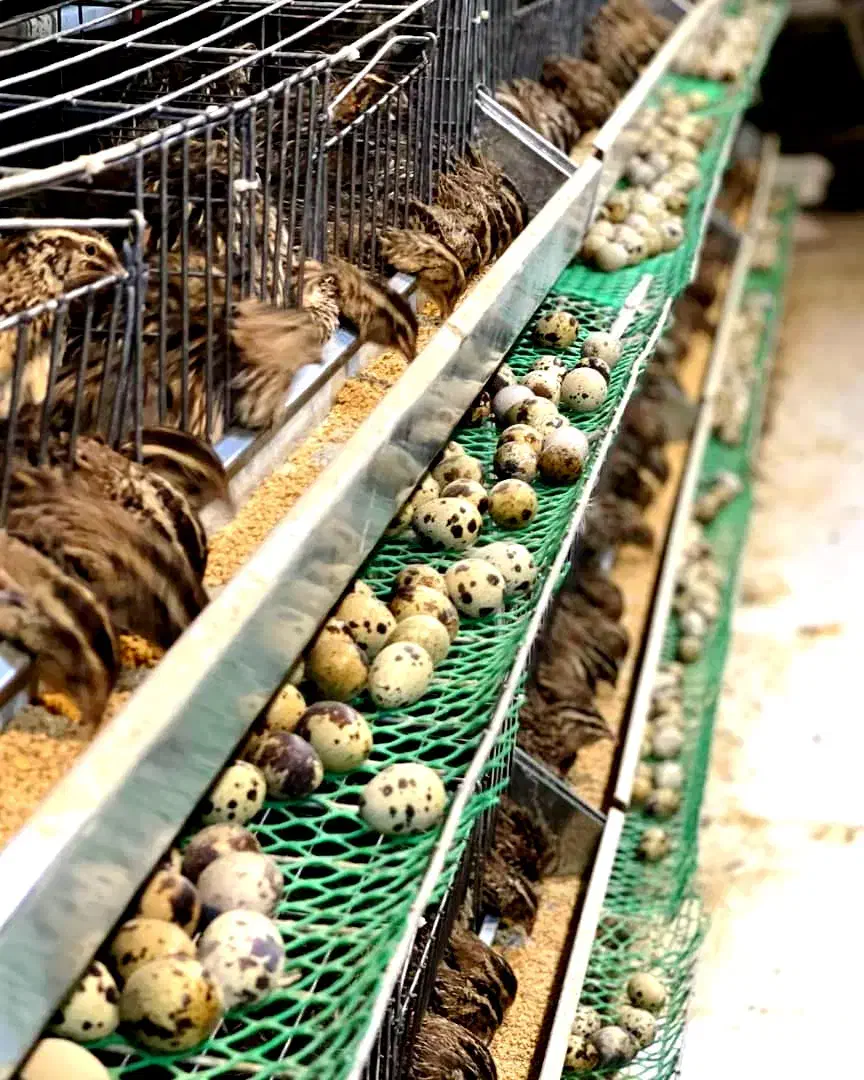 تخم نطفه دار بلدرچین|حیوانات مزرعه|اصفهان, سپاهان‌شهر|دیوار