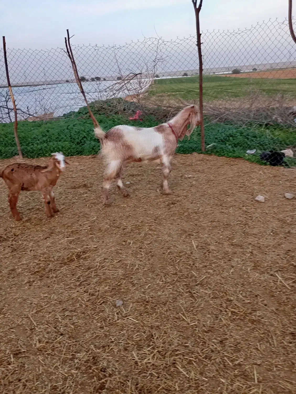 بزافغانی اصل|حیوانات مزرعه|شوشتر, |دیوار