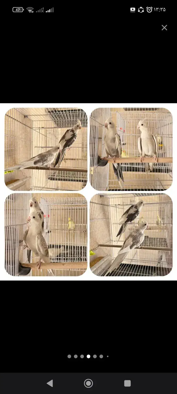 عروس هلندی دو کت البینو|پرنده|سبزوار, هویزه|دیوار