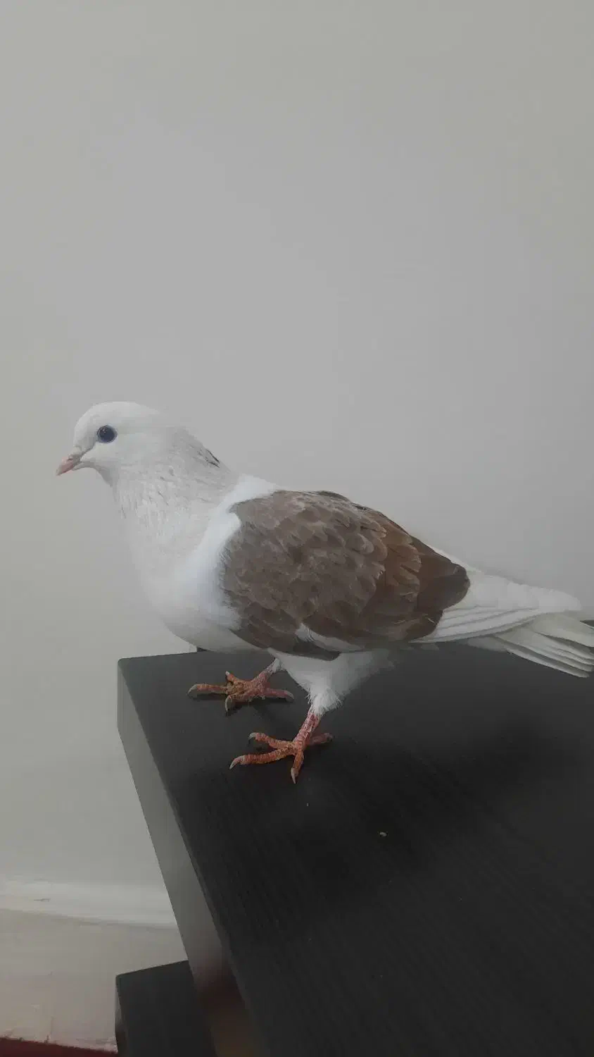 کبوتر|حیوانات|فردیس, قریشی|دیوار