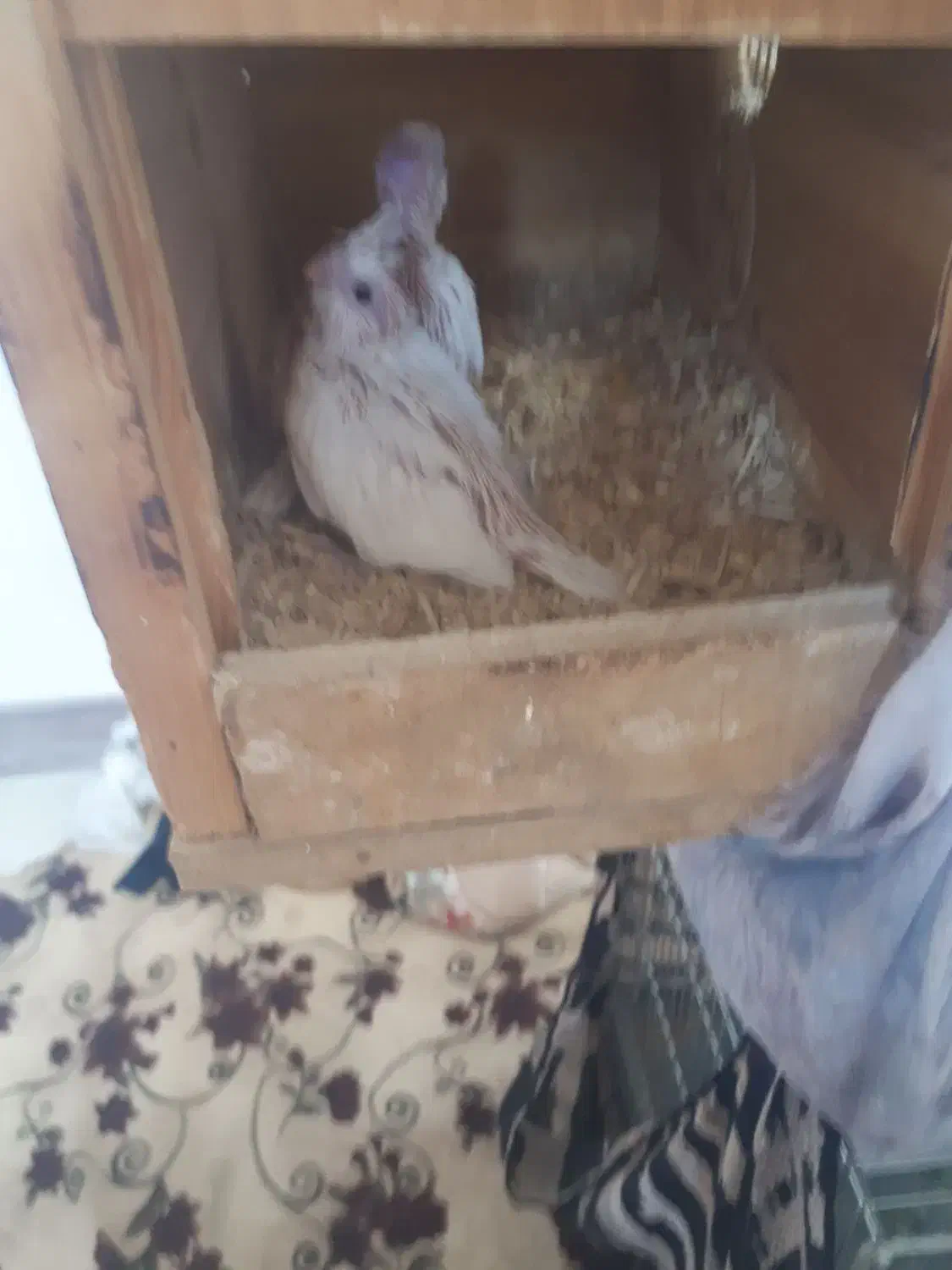 جفت عروس هلندی مولد|پرنده|دهق, |دیوار