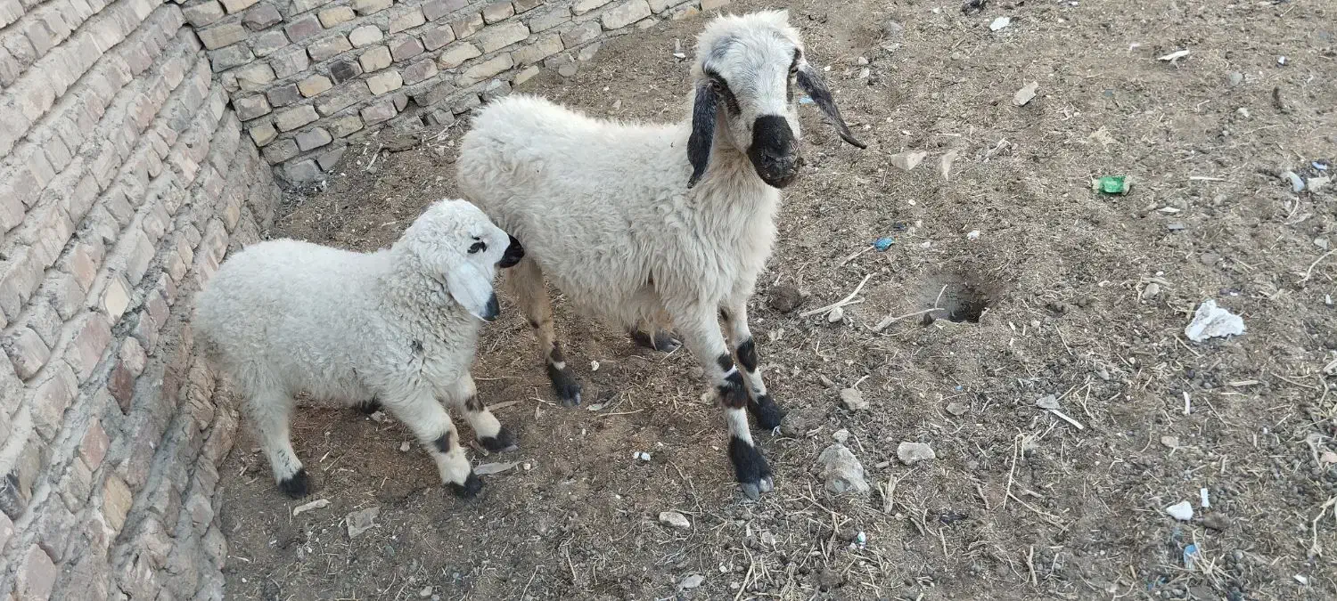 گوسفند|حیوانات مزرعه|زابل, |دیوار