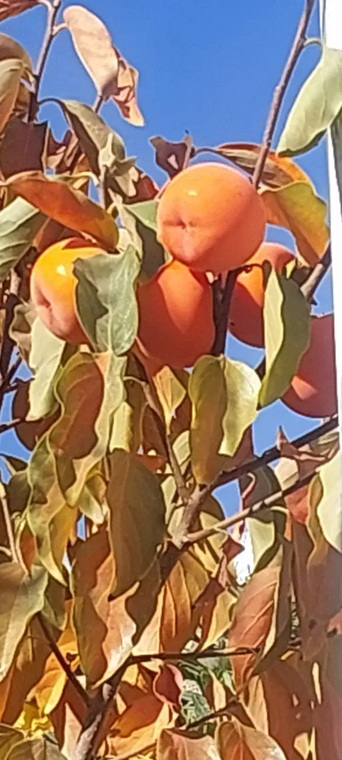 اجاره کوتاه مدت ویلایی یاس|اجارهٔ کوتاهمدت ویلا و باغ|شهمیرزاد, |دیوار