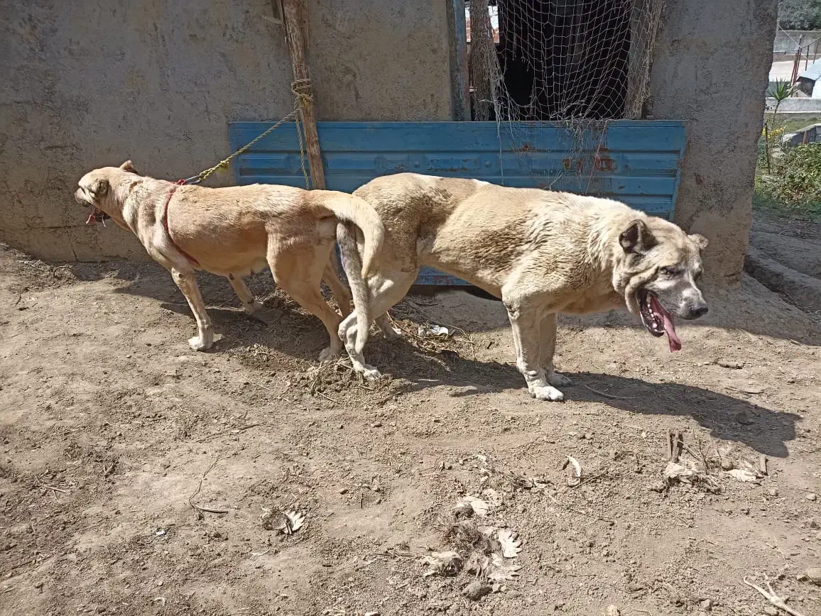 واگذاری توله سرابی ماده|سگ|تالش, هشتپر|دیوار