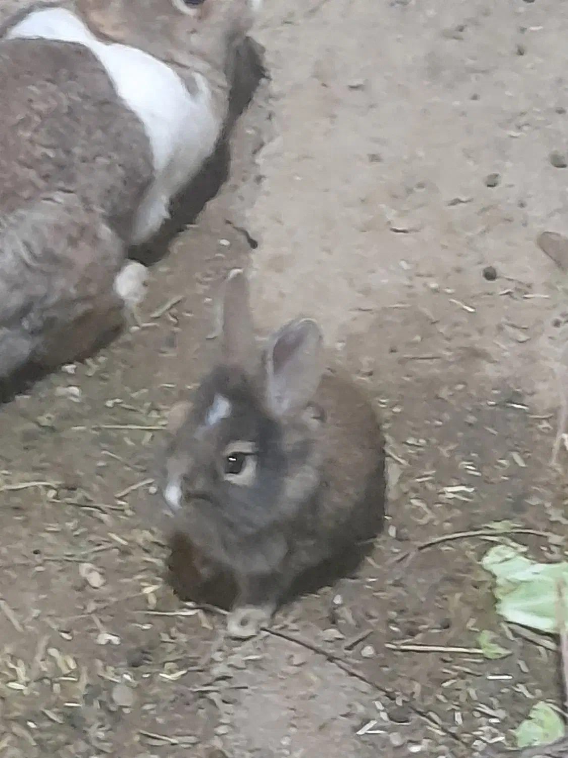 فروش خرگوش|موش و خرگوش|مریوان, |دیوار