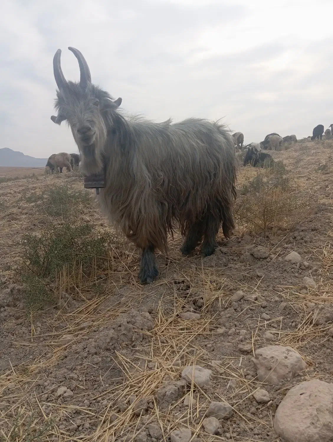 دوبور|حیوانات مزرعه|ایذه, |دیوار
