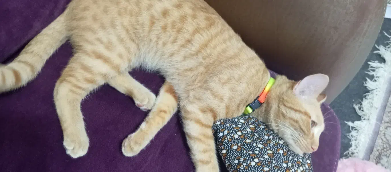 واگذاری گربه نر 6 ماهه|گربه|رشت, گلسار|دیوار