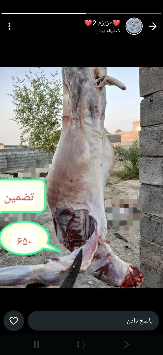 گوشت کهره باکیفیت|حیوانات مزرعه|میناب, |دیوار