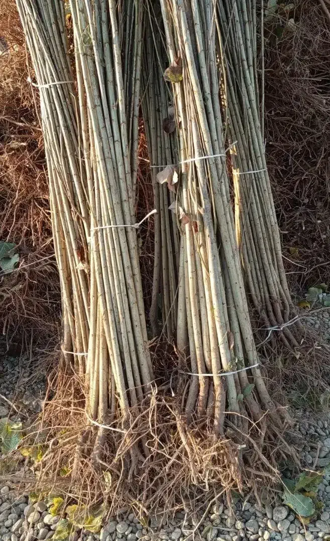 نهال سهند بهترین ارائه دهنده ی نهال در منطقه|خدمات باغبانی و درختکاری|شهریار, شهریار|دیوار