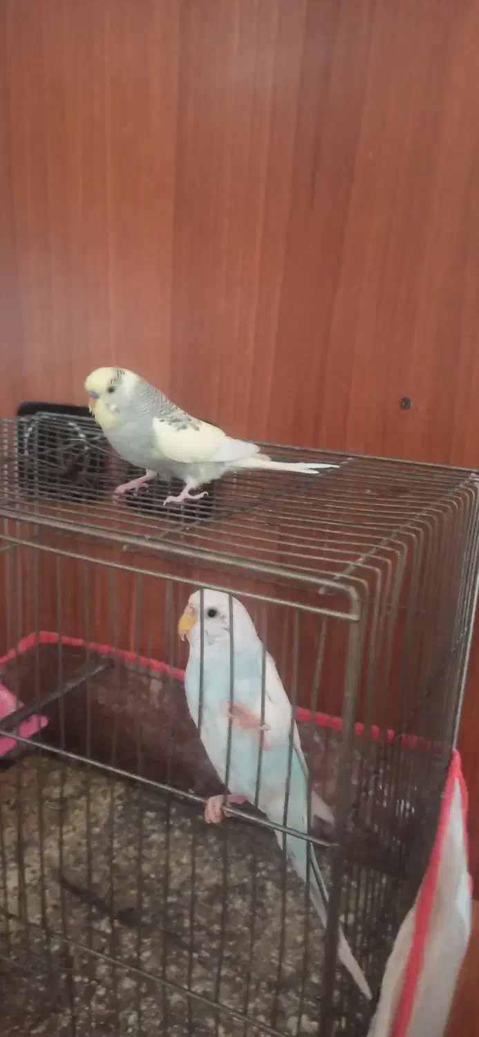 مرغ عشق|پرنده|شیراز, وصال|دیوار