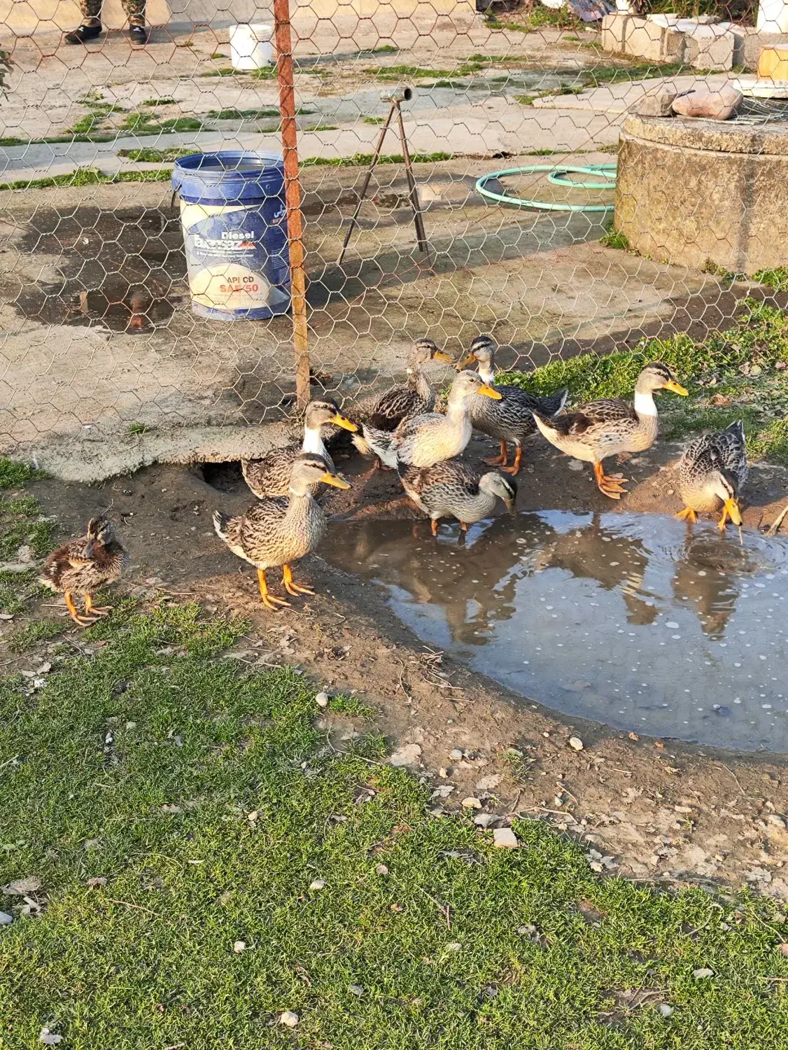 فالیواش|حیوانات مزرعه|شفت, |دیوار