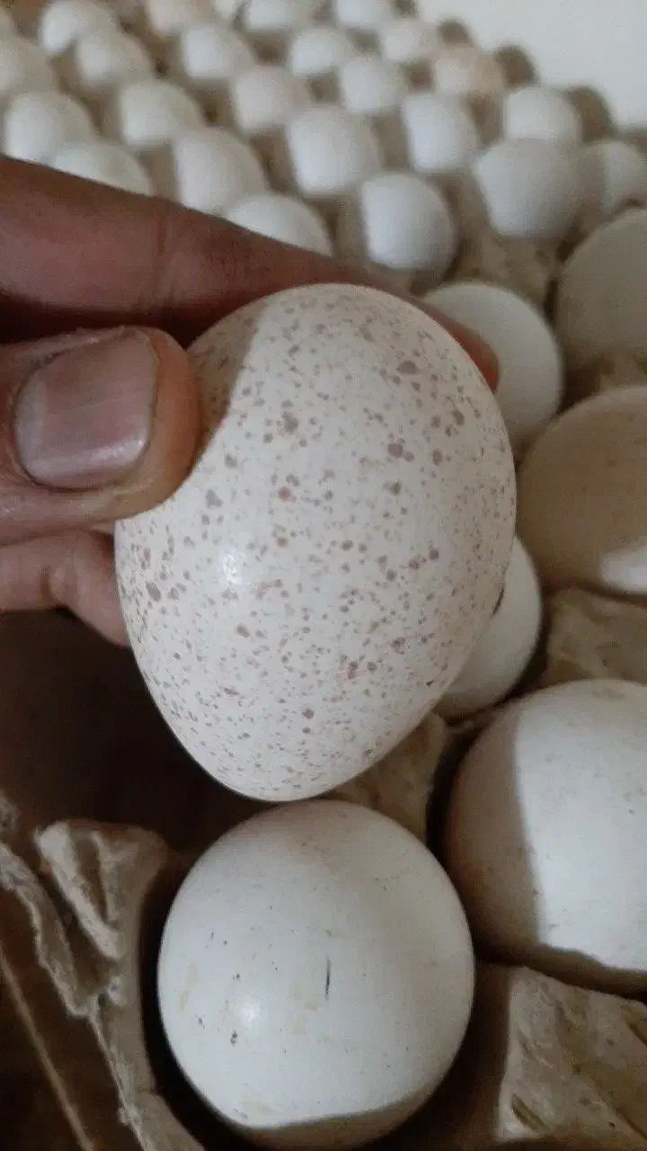 تخم نطفه دار بوقلمون بیوتی گوشتی مخصوص پروار|حیوانات مزرعه|قم, بنیاد|دیوار