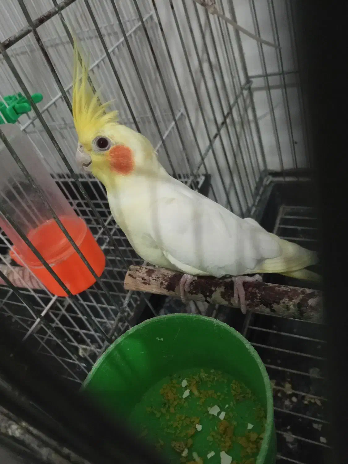 عروس هلندی|پرنده|تربت جام, اسماعیل آباد|دیوار