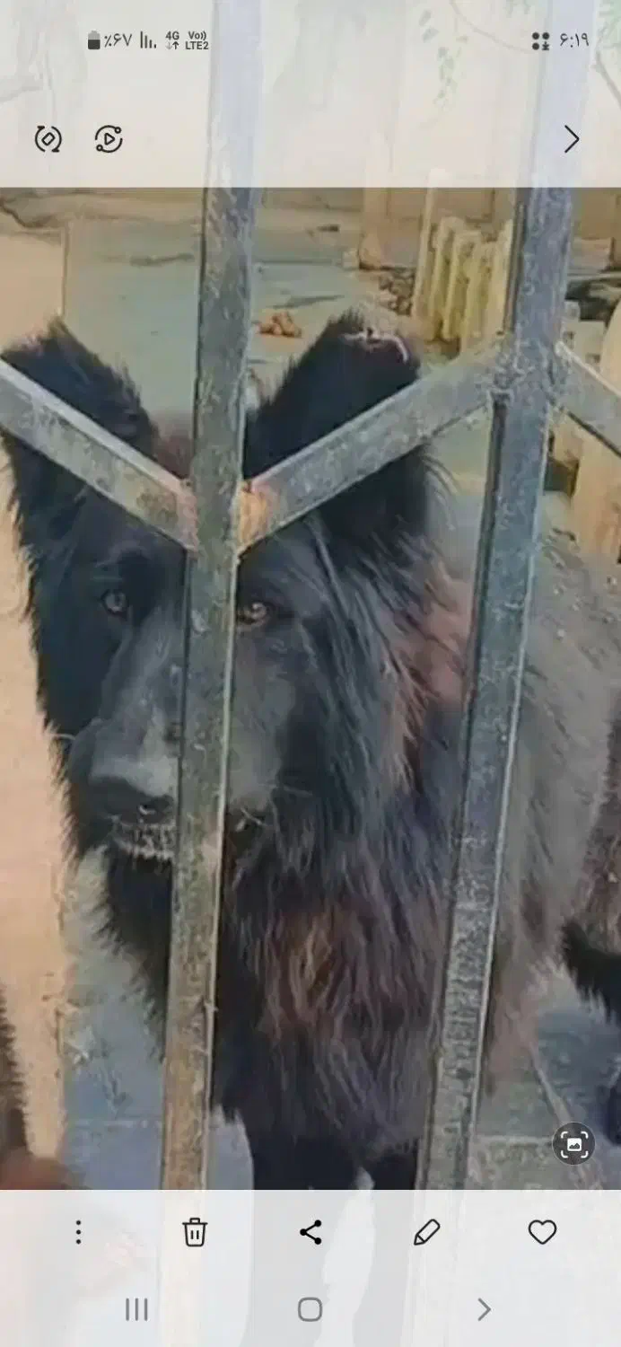 گم شده|سگ|محمودآباد, |دیوار