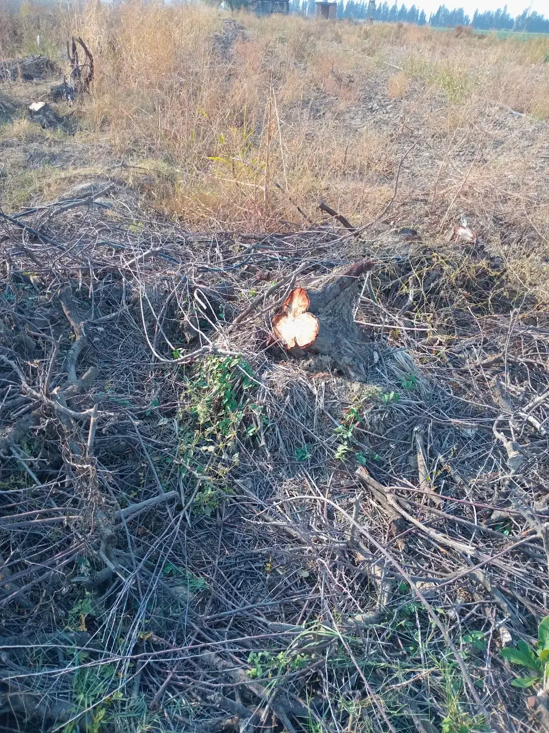 درخت|گل و گیاه طبیعی|گنبد کاووس, |دیوار