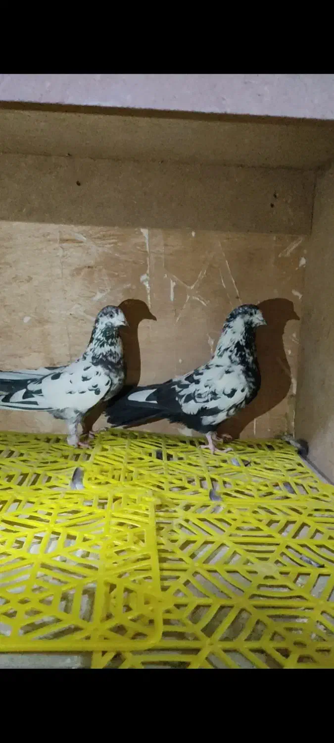 کبوتر. سینه ذغالی. پشت دار. سرخ پرش بالا|پرنده|اصفهان, رهنان|دیوار