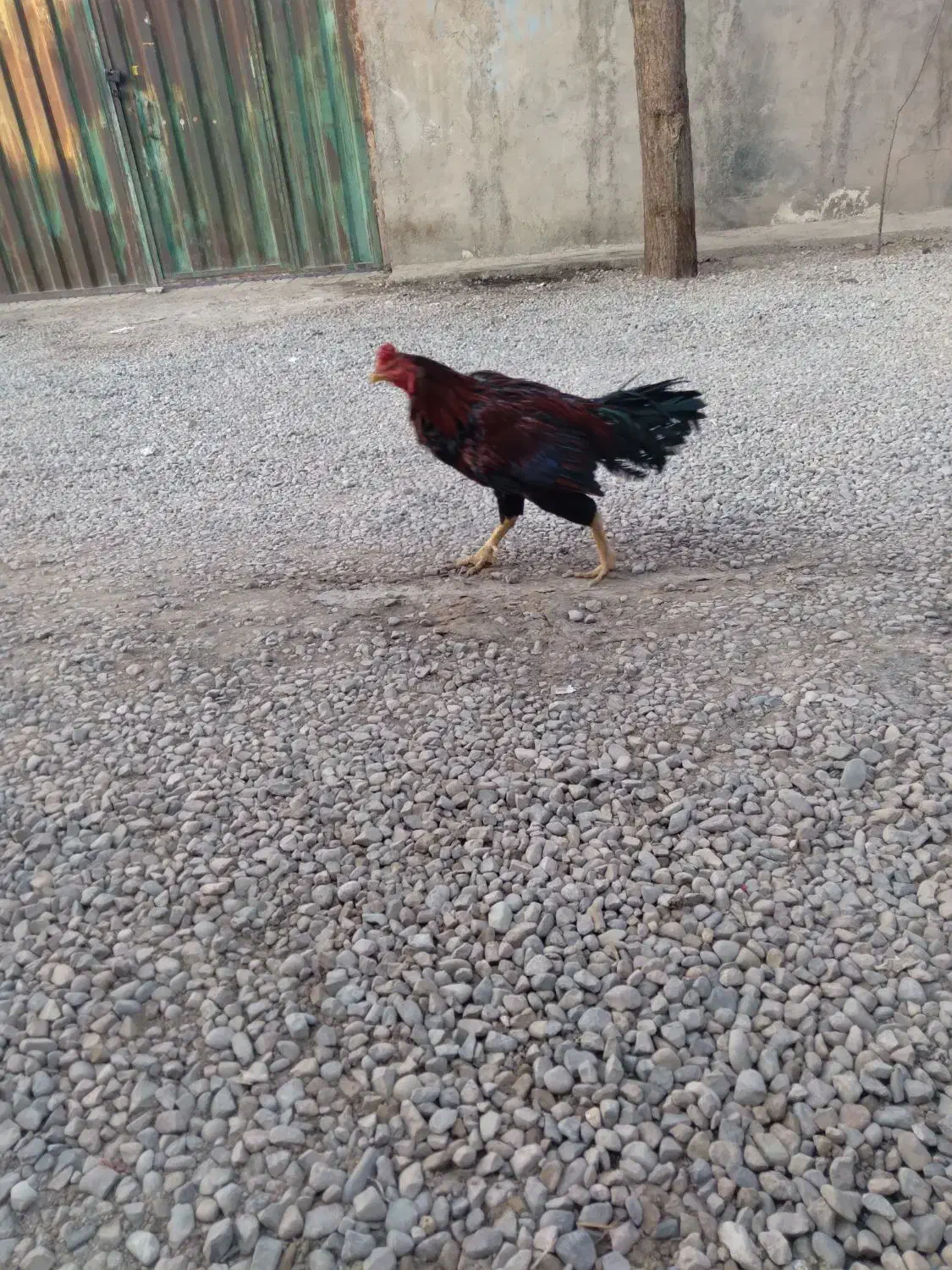 خروس لاری|حیوانات مزرعه|پاکدشت, پاکدشت (مامازند)|دیوار