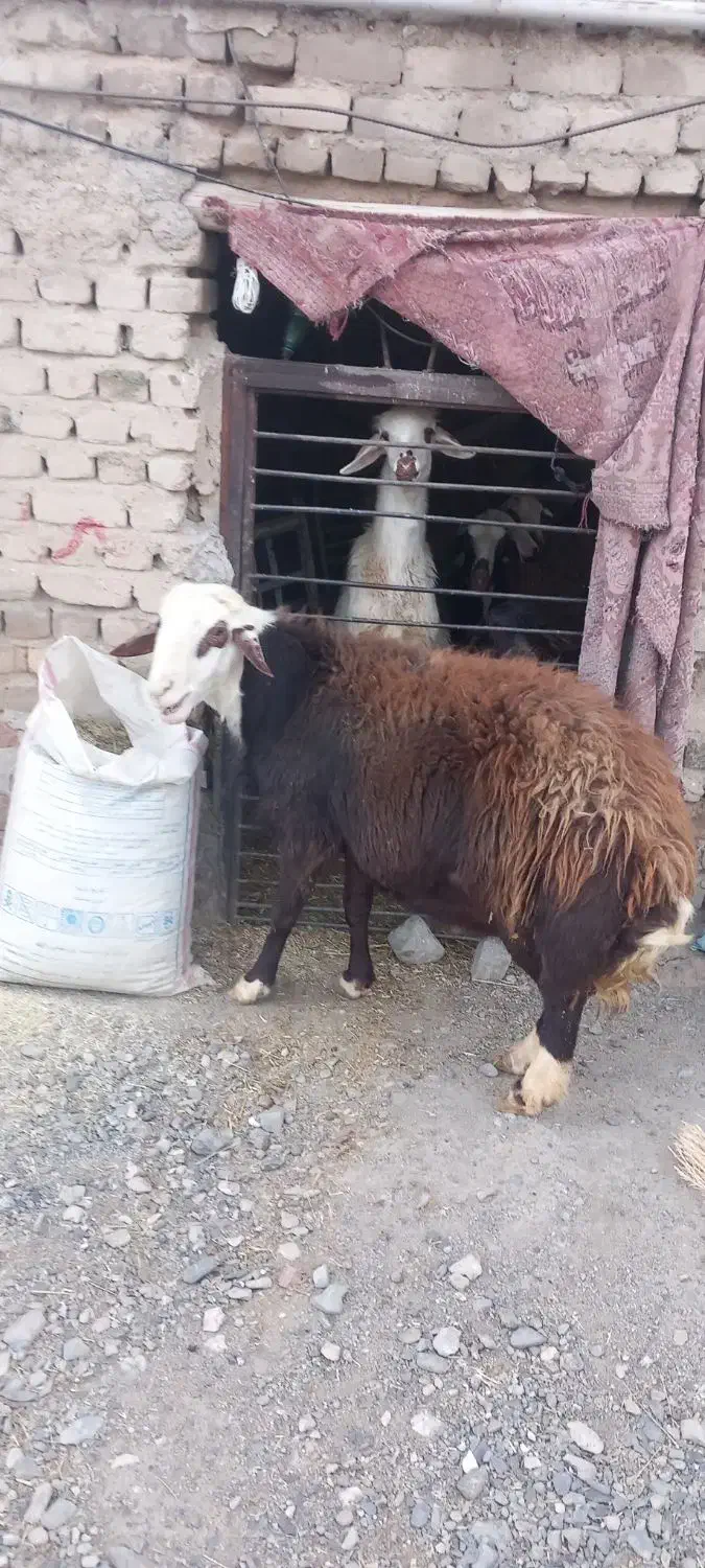 گوسفند|حیوانات مزرعه|سیلاخور, |دیوار