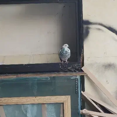 کبوتر گمشده|حیوانات|اسلامشهر, شهرک سعیدیه|دیوار