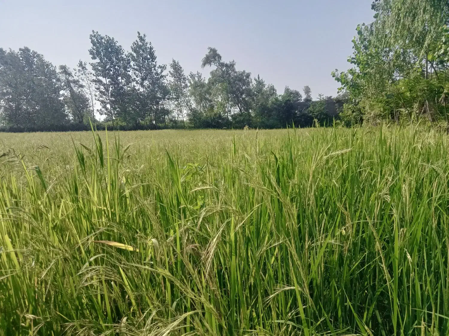 زمین زراعی|فروش زمین و ملک کلنگی|چوبر, |دیوار