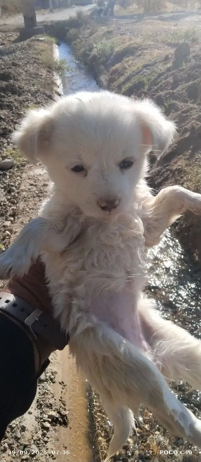 توله سگ ترییر|سگ|قائن, |دیوار