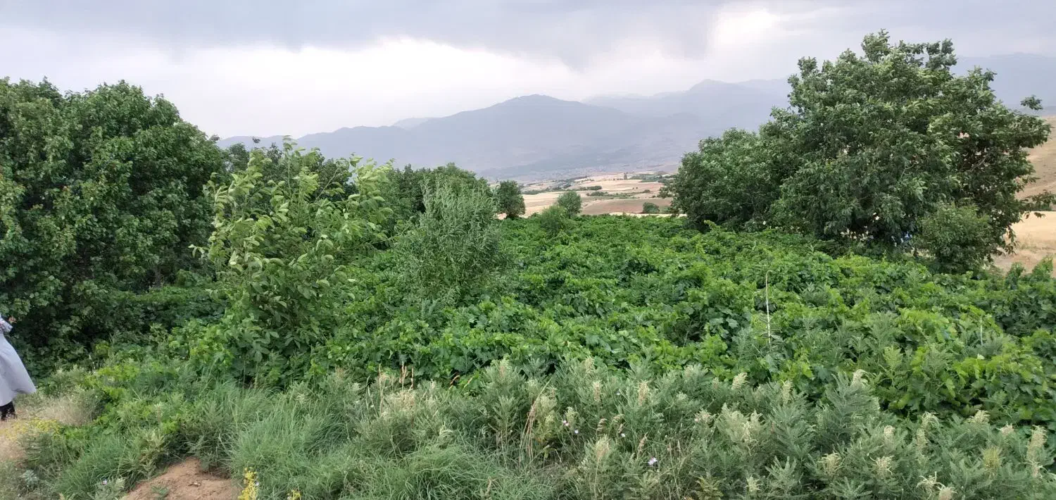 فروش ملک کشاورزی در روستایی اقایی بروجرد|فروش دفتر صنعتی، کشاورزی، تجاری|بروجرد, |دیوار