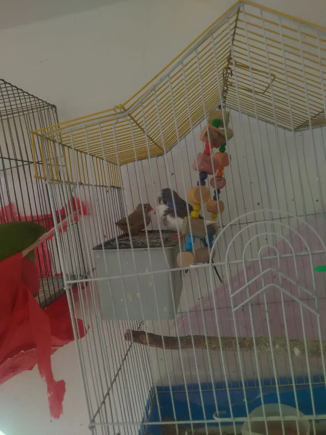 مرغ عشق و فنج|پرنده|قزوین, |دیوار