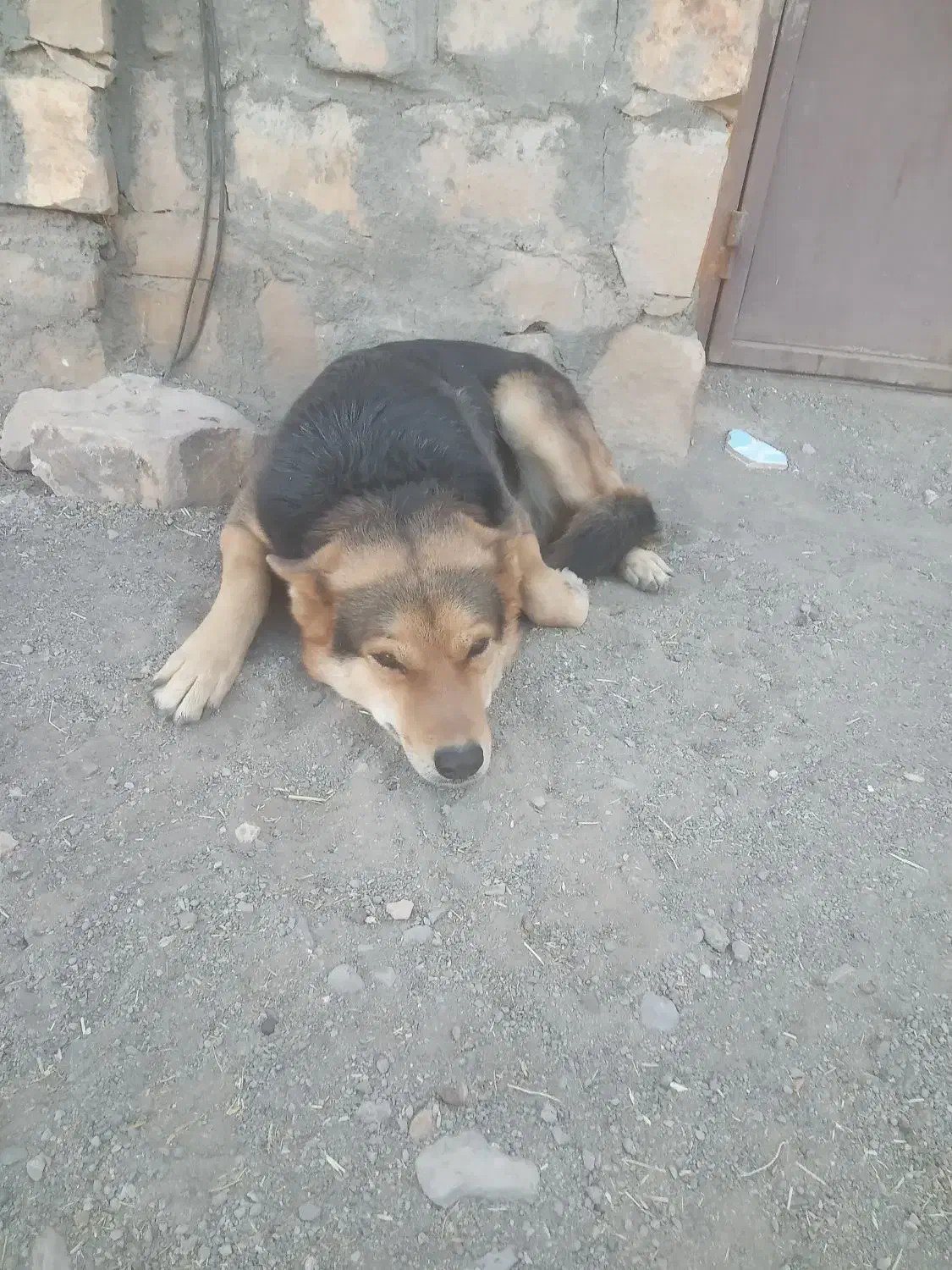 سگ ژرمن واسه نگهبانی|سگ|نوده انقلاب, |دیوار