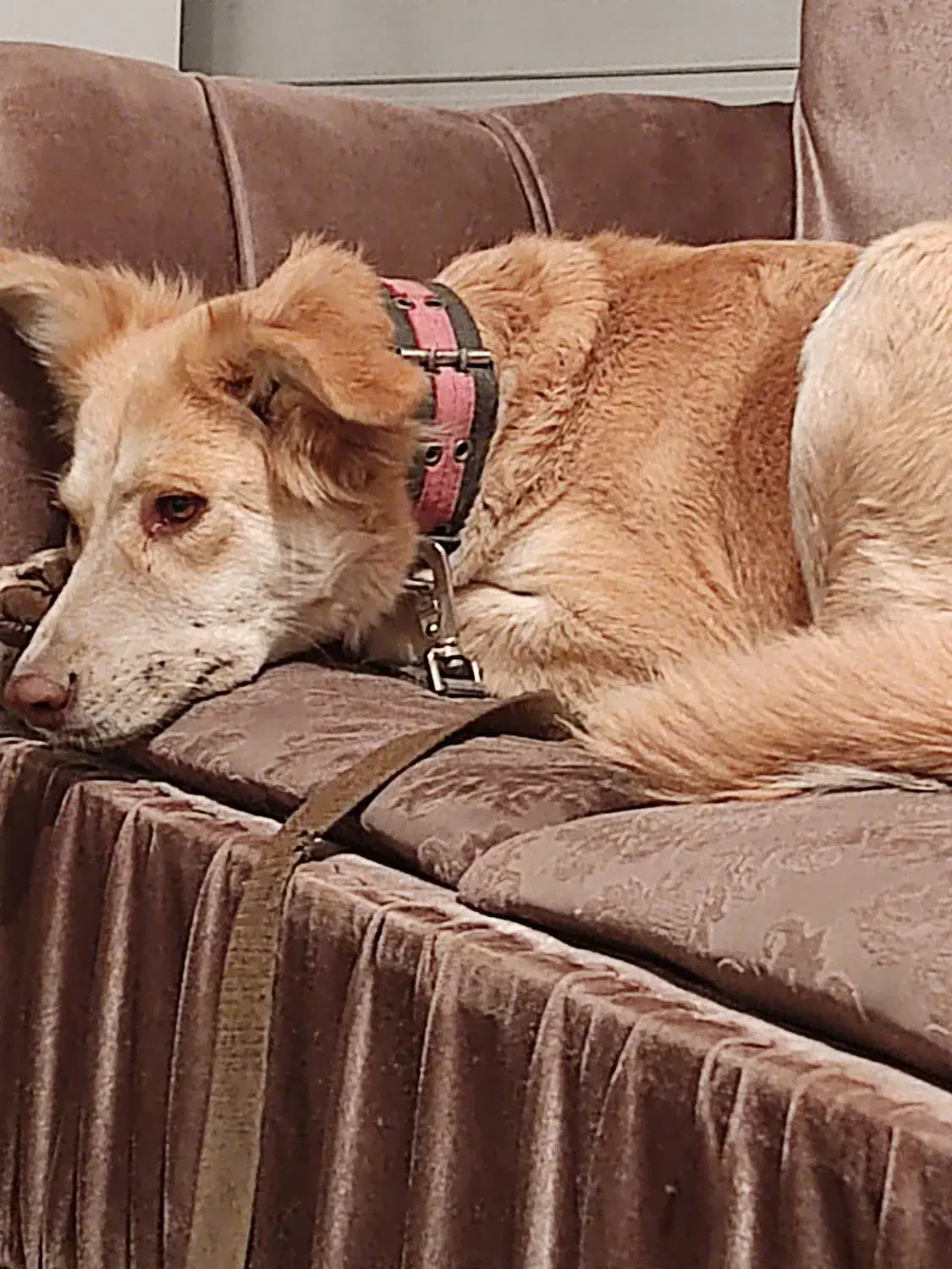 واگذاری سگ نگهبان|سگ|فشم, |دیوار