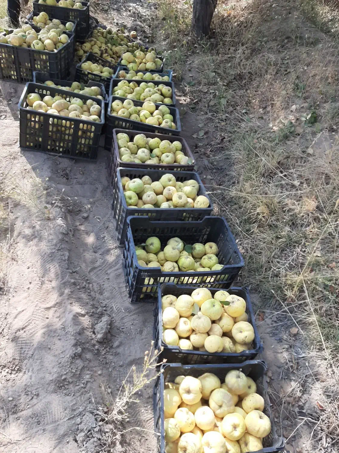 زمین کشاورزی.چاه آب سربیشه|فروش دفتر صنعتی، کشاورزی، تجاری|سربیشه, |دیوار